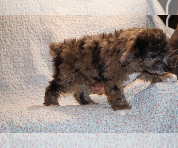 Medium Photo #13 Poodle (Toy) Puppy For Sale in DYERSBURG, TN, USA