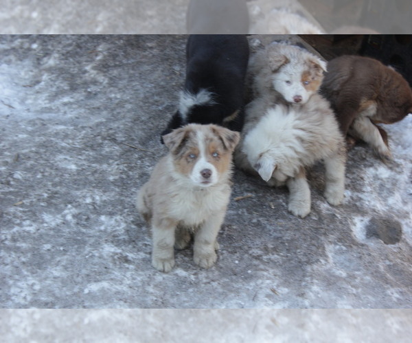 Medium Photo #1 Border-Aussie Puppy For Sale in EVERGREEN, CO, USA