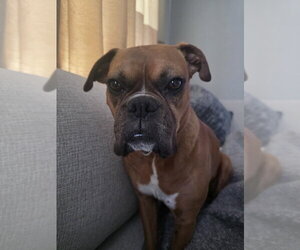 Phoenix IV - Female Boxer Dog for Adoption - Photo #2