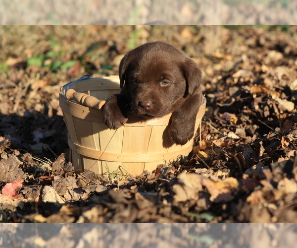 Medium Photo #4 Labrador Retriever Puppy For Sale in RUTHERFORDTON, NC, USA