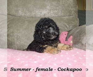 Cocker Spaniel-Poodle (Miniature) Mix Puppy for sale in ALPHA, KY, USA
