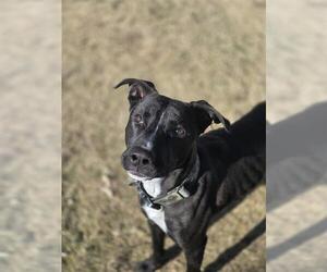 Mutt Dogs for adoption in Temple, TX, USA