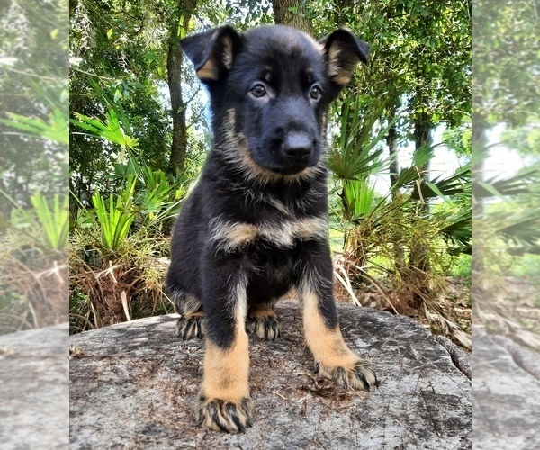Medium Photo #1 German Shepherd Dog Puppy For Sale in BUSHNELL, FL, USA