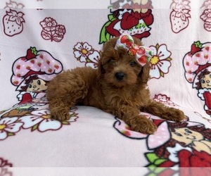 Cavapoo (Miniature) Puppy for sale in LAKELAND, FL, USA