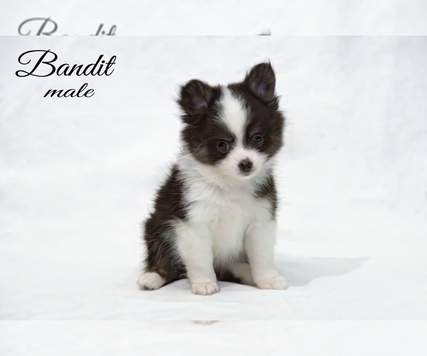 Medium Photo #5 Chiranian Puppy For Sale in CLARE, MI, USA