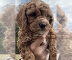 Puppy 4 Cockapoo