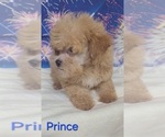 Small #1 Poodle (Toy)