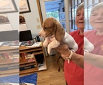 Small #4 Dachshund