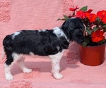 Small Photo #4 Cavalier King Charles Spaniel Puppy For Sale in GOSHEN, IN, USA