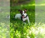 Small Mutt