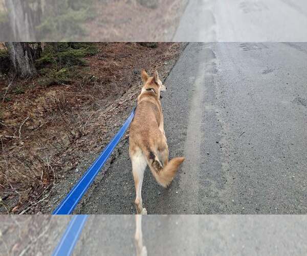 Medium Photo #11 Collie-German Shepherd Dog Mix Puppy For Sale in Sebec, ME, USA
