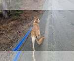 Small #10 Collie-German Shepherd Dog Mix