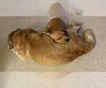 Small Photo #21 Puggle Puppy For Sale in Bellmawr, NJ, USA
