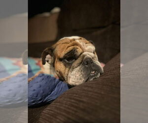 Babs - Female Bulldog Dog for Adoption - Photo #3