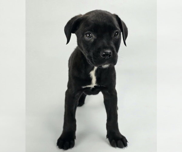 Medium Photo #3 Rottweiler-Unknown Mix Puppy For Sale in Lakewood, CO, USA