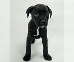 Small #2 Rottweiler Mix