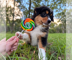 Miniature American Shepherd Puppy for sale in GREENVILLE, FL, USA