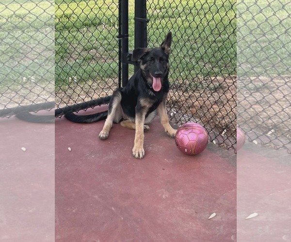 Medium Photo #2 German Shepherd Dog Puppy For Sale in Holly Springs, NC, USA