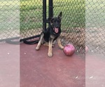 Small #1 German Shepherd Dog