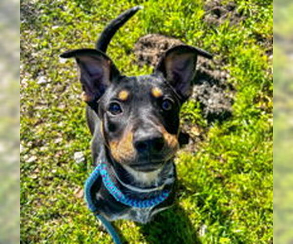 Medium Photo #1 Boxer Puppy For Sale in Salinas, CA, USA