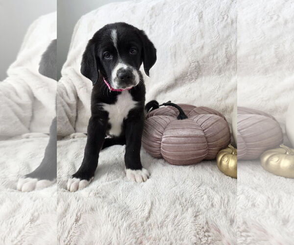 Medium Photo #1 Border-Aussie Puppy For Sale in MIDWAY, UT, USA