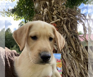 Labrador Retriever Puppy for sale in SALYERSVILLE, KY, USA