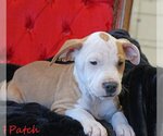 Small Photo #11 Mutt Puppy For Sale in Wakefield, RI, USA
