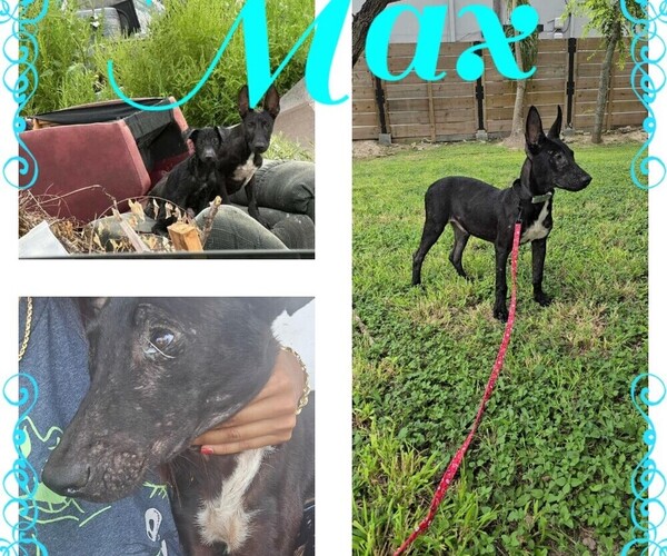 Medium Photo #2 Shepradors Puppy For Sale in WEAVERVILLE, NC, USA