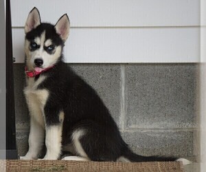 Siberian Husky Puppy for sale in FREDERICKSBG, OH, USA