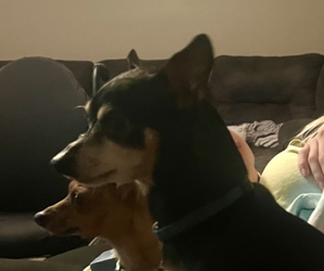 Father of the Chihuahua puppies born on 12/03/2025