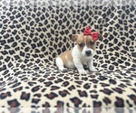 Small Jack Russell Terrier