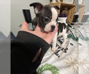 Boston Terrier Puppy for sale in BROOKVILLE HEIGHTS, IN, USA