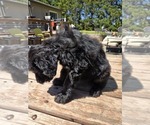 Small #4 Goldendoodle