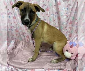 Border Collie-Unknown Mix Dogs for adoption in Modesto, CA, USA