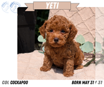 Small Photo #52 Cockapoo Puppy For Sale in GOSHEN, IN, USA