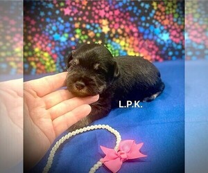 Schnauzer (Miniature) Puppy for sale in WINNSBORO, LA, USA