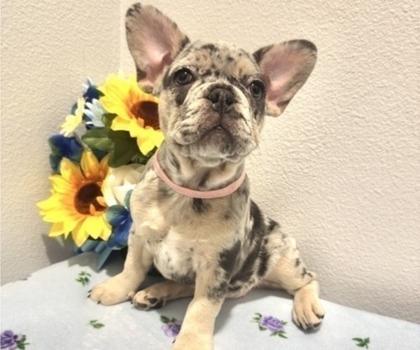 Medium Photo #4 French Bulldog Puppy For Sale in VALRICO, FL, USA
