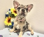 Small #3 French Bulldog