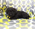 Small Photo #5 Poodle (Toy)-Yorkshire Terrier Mix Puppy For Sale in LANCASTER, PA, USA