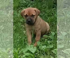 Cane Corso Puppy for sale in REDKEY, IN, USA