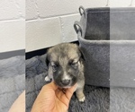 Small Photo #3 Australian Shepherd-German Shepherd Dog Mix Puppy For Sale in CANAL WHCHSTR, OH, USA
