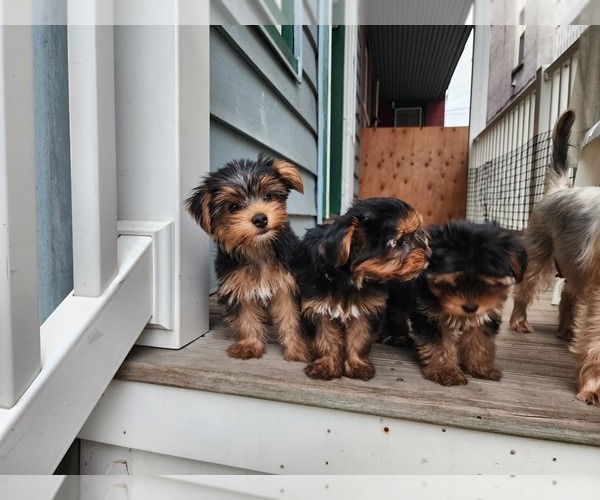 Medium Photo #1 Yorkshire Terrier Puppy For Sale in COLUMBIA, PA, USA