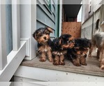 Small Yorkshire Terrier