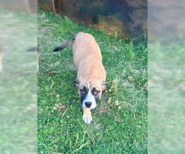 Medium Photo #3 Australian Shepherd-Bulldog Mix Puppy For Sale in McKinney, TX, USA