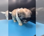 Small Photo #5 Maltipoo-Shih Tzu Mix Puppy For Sale in SAINT AUGUSTINE, FL, USA