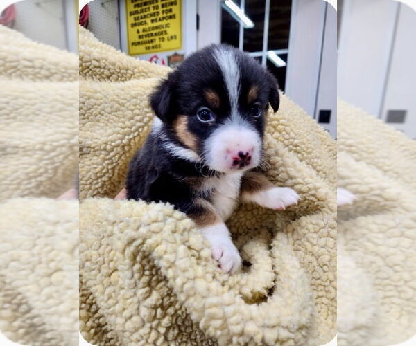 Medium Photo #2 Mutt Puppy For Sale in Mooresville, NC, USA