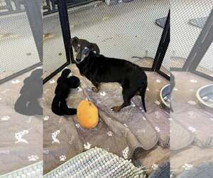 Dachshund Dogs for adoption in Jackson Township, NJ, USA