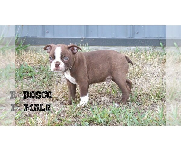 Medium Photo #10 Boston Terrier Puppy For Sale in CLARE, MI, USA