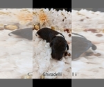 Small Photo #7 Poodle (Standard) Puppy For Sale in RISING SUN, MD, USA