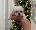 Puppy Milo Shih Tzu